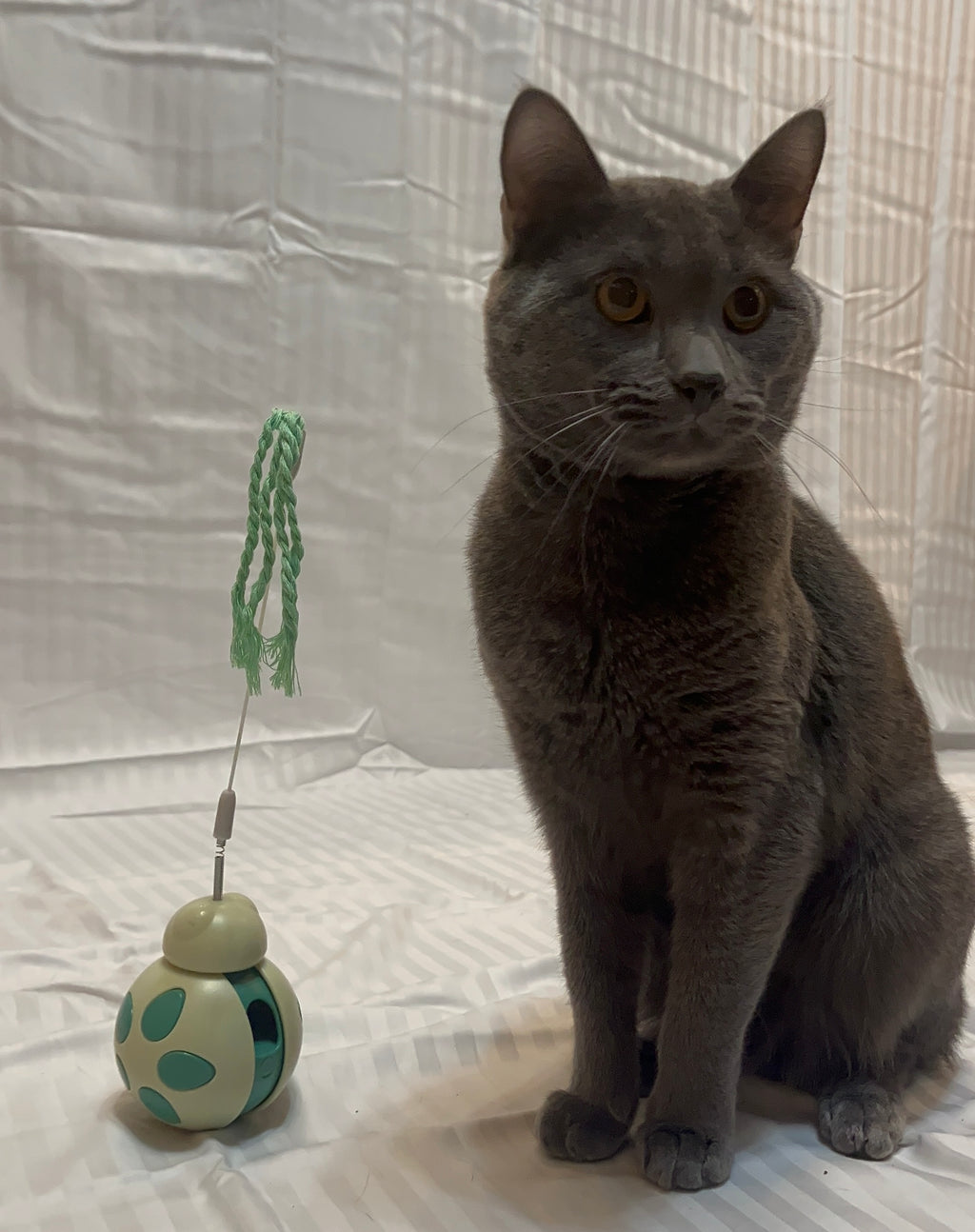 Forrest Frolic Cat Treat Toy