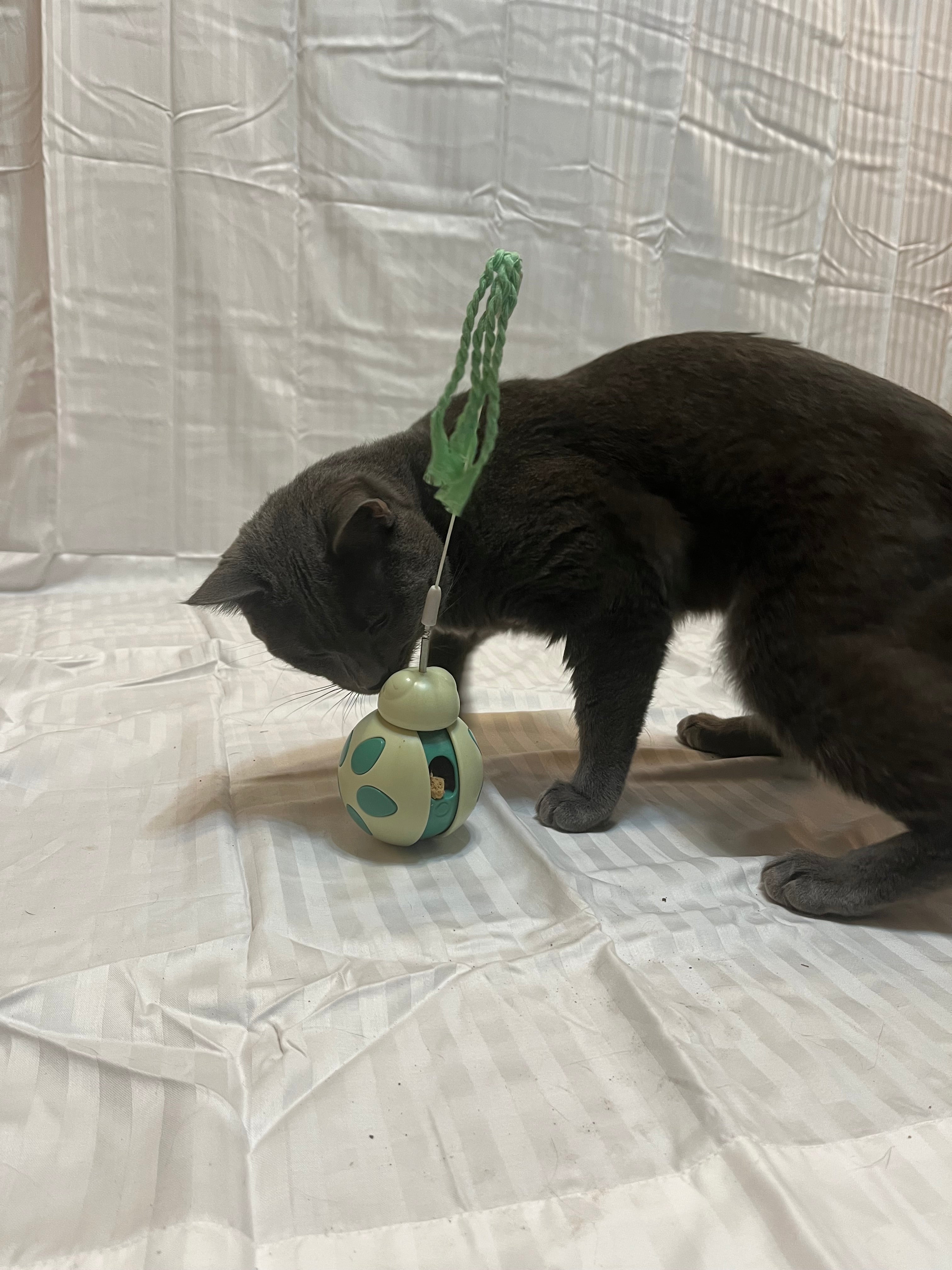 Forrest Frolic Cat Treat Toy